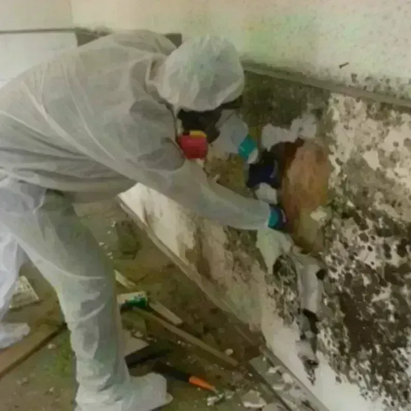 Mold Remediation and Removal in Branford, CT